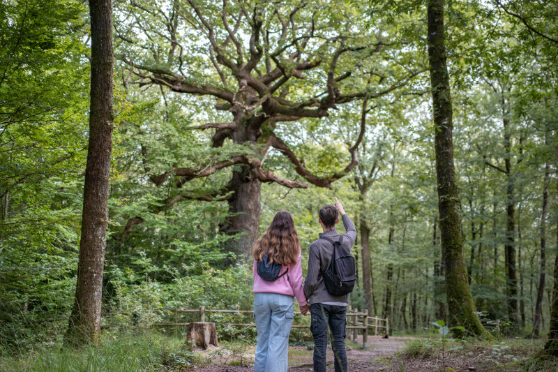 ch-ne-des-hindr-s-no-lla-pennanech-destination-broc-liande5-362